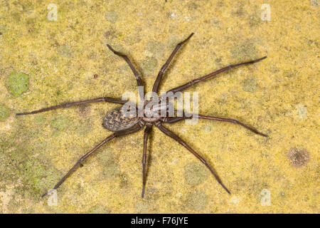 Giant European house spider, cobweb spider, female, Hauswinkelspinne, Haus-Winkelspinne, Hausspinne, Weibchen, Tegenaria atrica