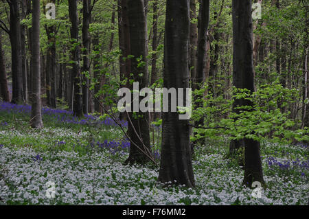 Bluebells and ramsons Stock Photo