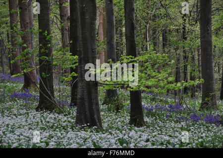 Bluebells and ramsons in a Dorset wood Stock Photo