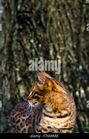 Bengal cat standing in front of a tree Stock Photo
