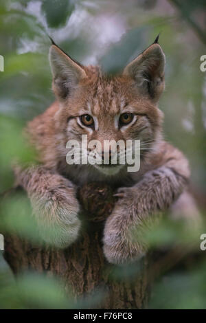 Portrait of Young cub of Eurasian Lynx / Eurasischer Luchs ( Lynx lynx ) lying in a tree, serious look, padded paws. Stock Photo