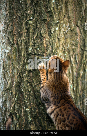 Bengal cat chasing a bird up a tree Stock Photo
