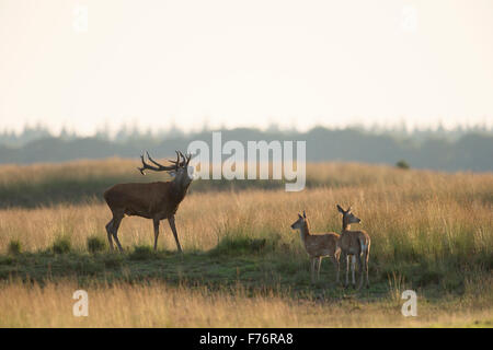 Red deer / Rothirsch ( Cervus elaphus ) stag, bellowing loudly, in typical steppe, two does standing next. Stock Photo