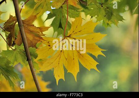 Norway Maple (Acer platanoides palmatifidum - Acer platanoides lobergii) coloured autumn leaves Stock Photo