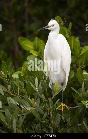 A snowy egret perched in the mangroves Stock Photo