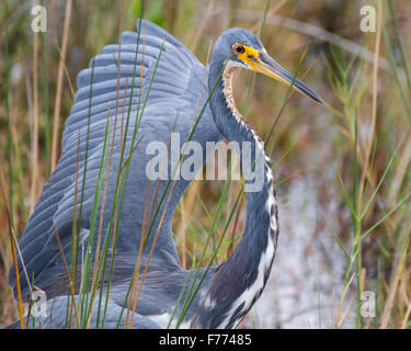 A tricolored heron showing his dominance toward another bird. Stock Photo