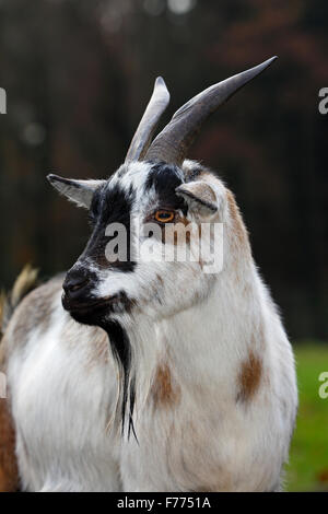 West African Dwarf goat (Capra hircus), Lower Saxony, Germany Stock Photo