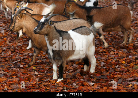 West African Dwarf goats (Capra hircus), Lower Saxony, Germany Stock Photo