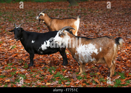 West African Dwarf goats (Capra hircus), Lower Saxony, Germany Stock Photo
