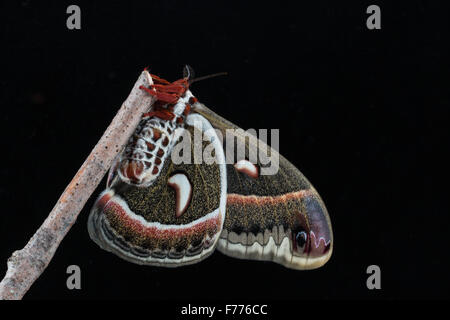 Cecropia silkmoth, Hyalophora cecropia, ventral side on black background Stock Photo