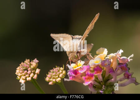 A Corn Earworm, Helicoverpa zea, nectaring on a pink and yellow lantana flower. Stock Photo