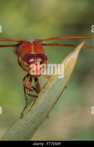 Neon Skimmer, Libellula croceipennis, perched on a blade of grass Stock Photo