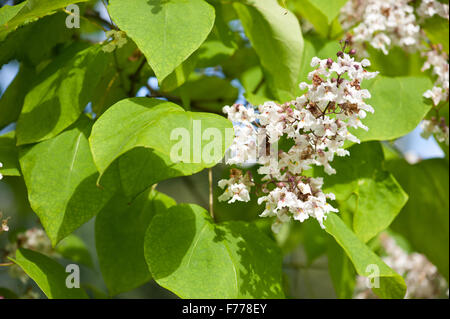 Catalpa flowering deciduous tree, blooming white inflorescences closeup, tubular flowers show in July, plant called catawba grow Stock Photo