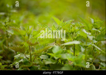Stinging nettle plants grow, fresh foliage of Urtica dioica herbaceous perennial plants grow in Poland, Europe, green leaves... Stock Photo