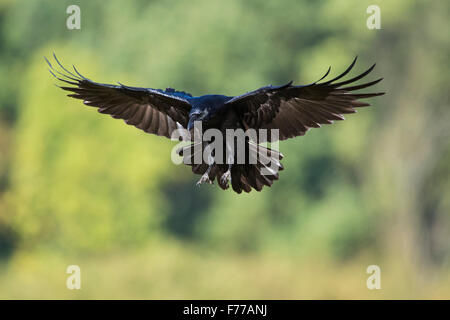 Huge Common Raven / Kolkrabe ( Corvus corax ) just before landing, in front of blurred green woods. Stock Photo