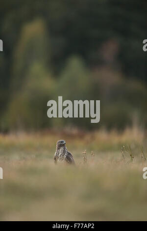 Common Buzzard / Buzzard / Maeusebussard ( Buteo buteo ) sits in a pasture, surrounded by woods, looking around. Stock Photo