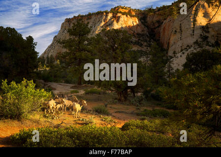 Big Horned Sheep. Zion National Park, Utah Stock Photo