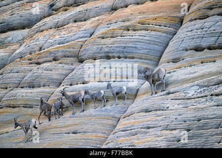 Bighorn Sheep on Checkerboard Mesa. Zion National Park, UT Stock Photo