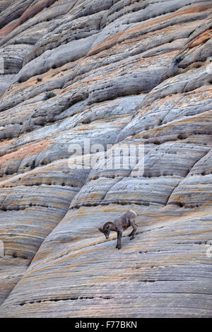 One Bighorn Sheep Ram on Checkerboard Mesa. Zion National Park, UT Stock Photo