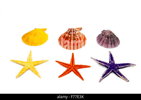 Collection of sea shells isolated on white Stock Photo
