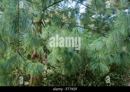 PINUS WALLICHIANA Stock Photo