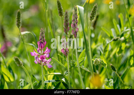 Common sainfoin (Onobrychis viciifolia / Onobrychis sativa) among other wildflowers and grasses in meadow Stock Photo