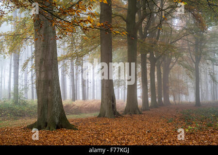 Row of beech trees (Fagus sylvatica) in deciduous forest in autumn colours Stock Photo
