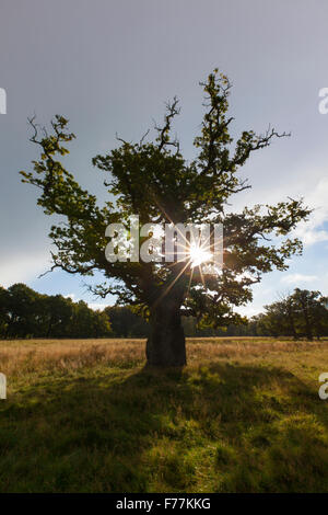 Sun shining through foliage of old solitary English oak / pedunculate oak / French oak tree (Quercus robur) in meadow in autumn Stock Photo