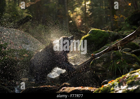 European Brown Bear / Braunbaer ( Ursus arctos ) stands upon a tree trunk in a wild creek, shaking water off his pelt.