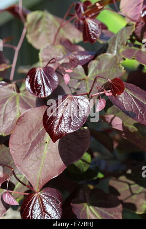 Cercis canadensis  or also known as Forest Pansy leaves Stock Photo