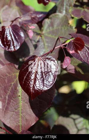 Cercis canadensis  or also known as Forest Pansy leaves Stock Photo