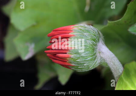Red Daisy flower bud or known as Gerbera jamesonii - burst of colour Stock Photo