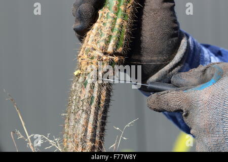 Close up of broken Echinopsis (Trichocereus) spachian cactus being cut ...