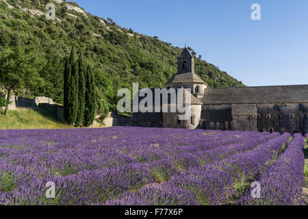 lavender field in front of the Abbaye de Senanque, near Gordes, the Vaucluse, Provence, France Stock Photo