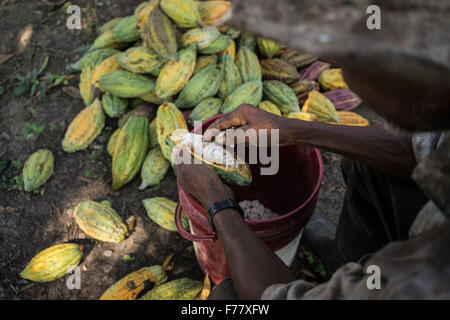 A farmer cuts into the rind of ripe cocoa pods to remove the pulp and cocoa seeds during harvest on a small farm February 23, 2015 in Isla de la Amargura, Careers, Colombia. Cocoa pods are dried and fermented becoming the basis of chocolate.