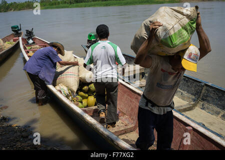 Farmer load processed and fermented cocoa beans onto a long boat for delivery to their collective collection point run by Chocolate Colombia February 23, 2015 in Corregimiento Guarumo, Colombia. Cocoa pods are dried and fermented becoming the basis of chocolate. Stock Photo