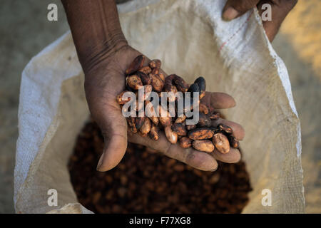 A farmer holds a batch of dried cocoa beans ready for shipment to the cooperative collection point for processing February 23, 2015 in Isla de la Amargura, Caceres, Colombia. Cocoa pods are dried and fermented becoming the basis of chocolate. Stock Photo