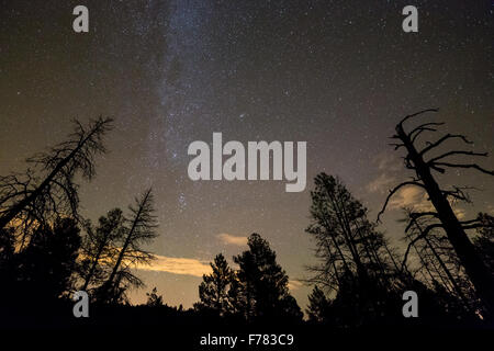 The Milky Way and Andromeda Galaxies shining with the night sky above a forest, Bandelier National Monument, New Mexico Stock Photo