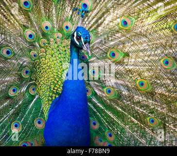 Peacock showing off Stock Photo