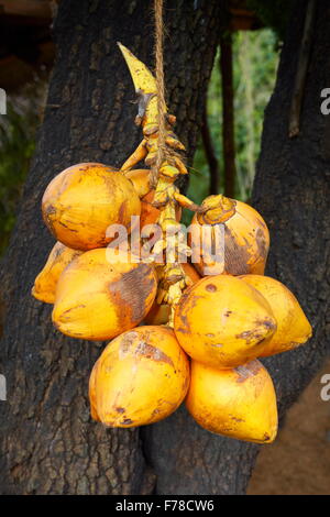 Sri Lanka - fresh coconuts food, Sri Lanka, Ceylon Stock Photo