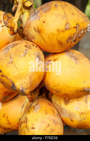 Sri Lanka - fresh coconuts fruits food, Asia Stock Photo
