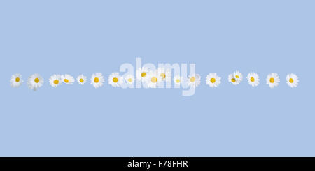 White daisy flower summer border frame on Serenity Blue background Stock Photo