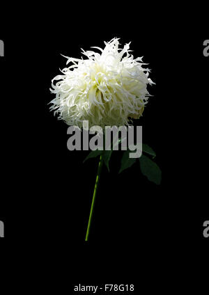 White fluffy aster flower with leaf isolated on black. Stock Photo