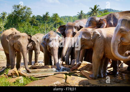 Elephants at the watering hole - Pinnawela Elephant Orphanage for wild Asian elephants, Sri Lanka Stock Photo