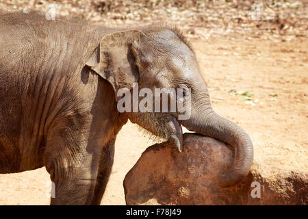 Small cute baby elephant , Sri Lanka Stock Photo