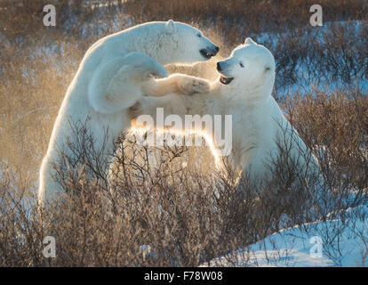 Polar bears (Ursus maritimus) backlit sparring Stock Photo