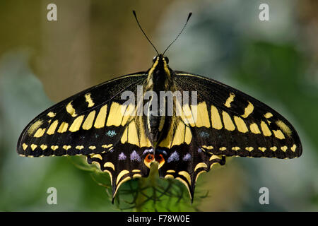 Anise Swallowtail Butterfly(Papilio zelicaon) wings open Stock Photo