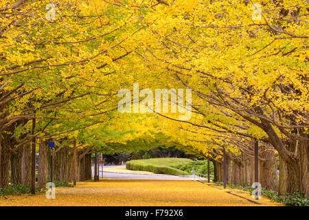 Tokyo, Japan autumn park. Stock Photo