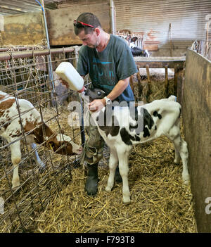 Farmer bottle feeding 'drop' calf,  Holstein dairy. Stock Photo