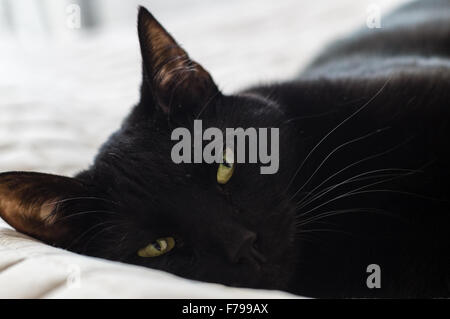 Closeup of tired black haired domestic cat lying on bed Stock Photo